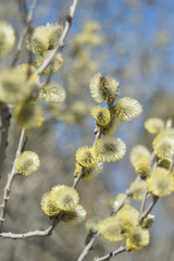 Blooming willow - closeup