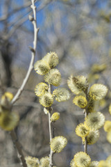 Blooming willow - closeup