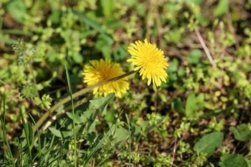 Yellow dandelion flowers with green grass