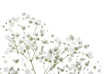 Łyszczec kwiaty na białym tle - 257488937
