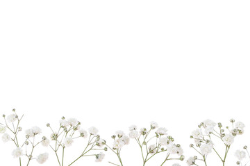 Obraz na płótnie Canvas Gypsophila flowers isolated on white background