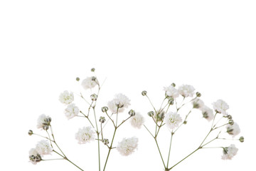 Gypsophila flowers isolated on white background