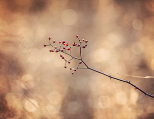 Detail of branch of berries
