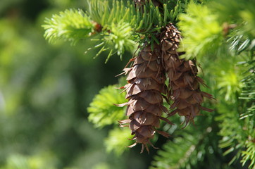 pine cone on a branch