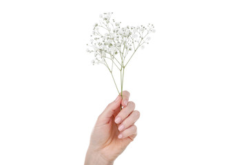 Fototapeta na wymiar Gypsophila flowers in female hand isolated on white background