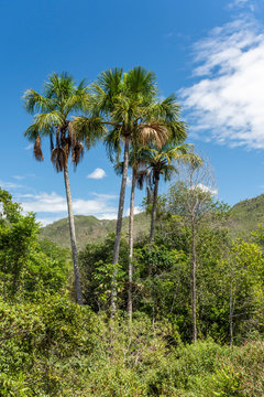 Palm trees on green cerrado vegetation in Chapada dos Veadeiros, Goias, Brazil
