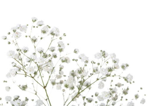 The small white flowers of gypsophila. wedding style Stock Photo