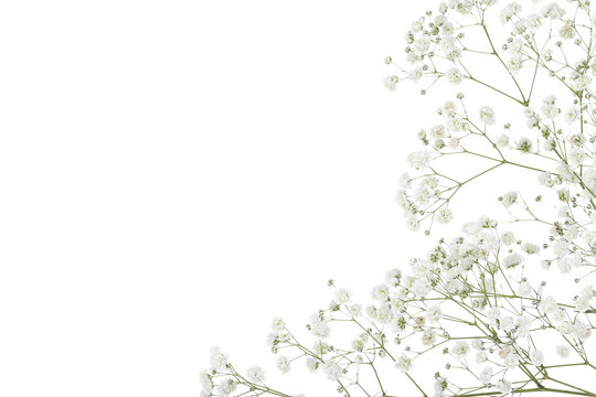 Gypsophila flowers isolated on white background