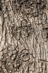 Textura de madera, árbol