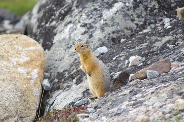marmot in rock
