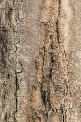 Textura de madera, árbol