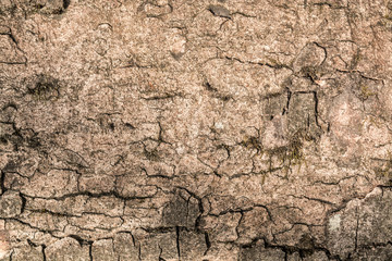 Textura de madera, árbol