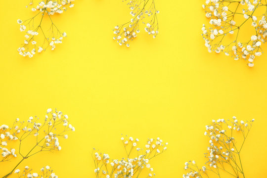 White gypsophila flowers on yellow background