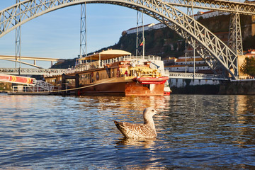 Seagull sits on the embankment of the river Douro in old Porto with background of Dom Luis bridge,...