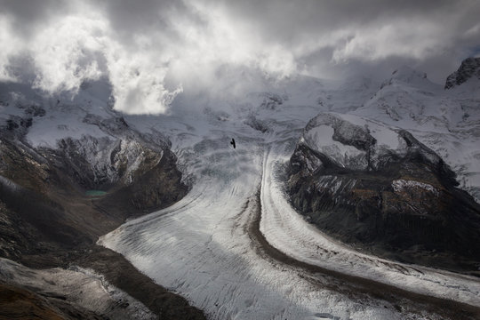 Alpine chough flying above glacier