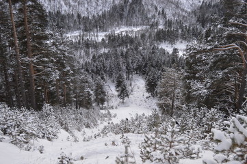 winter forest in the mountains