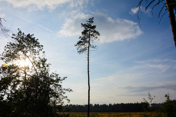 lonely pine tree on the background of the night forest, the sky and meadows