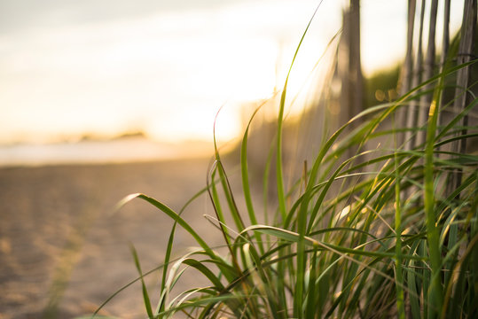 Close-up of grass on beach during sunset