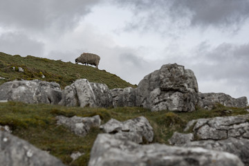 Fototapeta premium gritty scene of sheep in storm
