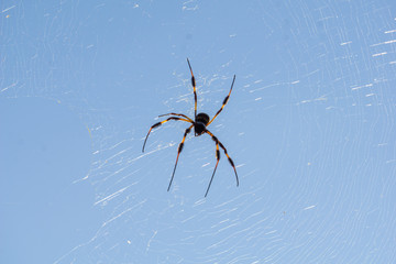 Golden Silk Orbweaver (Nephila clavipes) in the sun at High Ridge Scrub Natural Area, Boynton Beach, Palm Beach County, Florida, USA