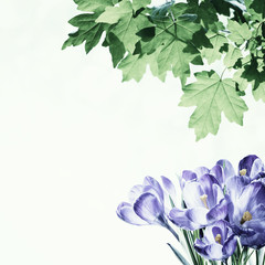 Spring Background with Crocus