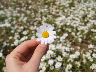 daisy in hand