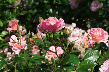 Fototapeta na wymiar bush of pink roses in the garden