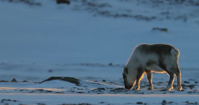 Winter landscape with reindeer. Wild Reindeer, Rangifer tarandus, with massive antlers in snow, Svalbard, Norway. Svalbard deer on rocky mountain. Wildlife scene from nature, winter pink blue sunset.