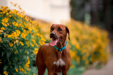 Dog breed Ridgeback