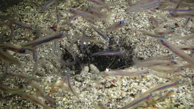 A mantis shrimp protrudes from a hole in the sand and catches small fish that have sailed to the light of an underwater lamp. Marsa Alam, Abu Dabab, Egypt