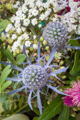 mixed flowers in a bunch 