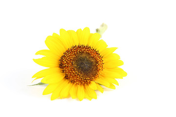 Sunflower isolated on white background