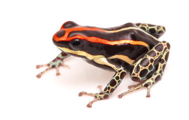 Ranitomeya Uakarii