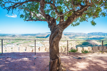 Old tree surrounded by medieval city ruins. Castle and city walls. Hills and vegetation.