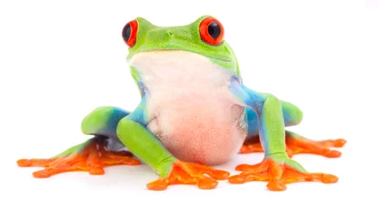 Foto op Canvas Red eyed monkey tree frog, Agalychnis callydrias. A tropical rain forest animal with vibrant eye isolated on a white background.. © kikkerdirk
