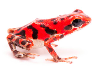 vibrant red poison dart frog. Tropical poisonous rain forest animal, Oophaga pumilio isolated on a white background.