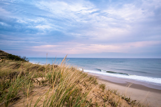 Grass growing on beach, Cape Cod, Massachusetts, USA