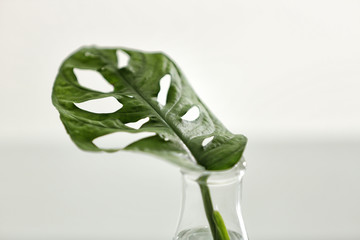 Conical flask with plant on light background, closeup. Chemistry laboratory research