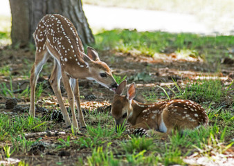 Naklejka na ściany i meble Two little White Tailed Deer Fawns playing together.