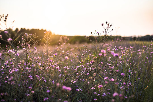 Thistles In Meadow At Sunset