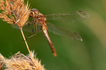 A beautiful, large dragonfly sits on a plant, on an autumn evening, on a blurred background.
