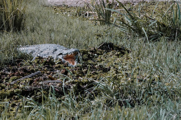 Crocodile in Murchison Falls