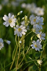 Obraz premium fleurs stellaires holostées, portrait