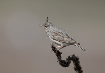 Very close-up portrait of a crested lark sitting on a dry branch on a beige blurred background.