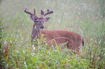 White Tailed Bucks in velvet in green grass.