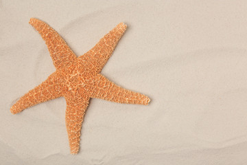 Fototapeta na wymiar Starfish on beach sand, top view with space for text