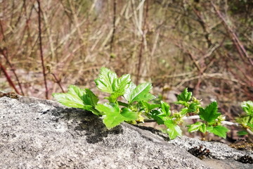 Vine with young green leaves on sheer stone wall on sunny spring day. Macro. Selective focus.