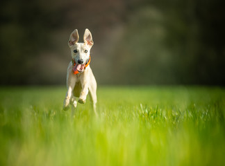 The Whippet