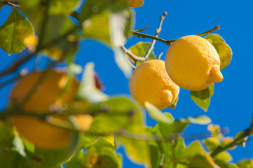 Lemons on tree during harvest time in Sicily