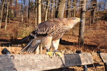 eagle on the background of wild nature